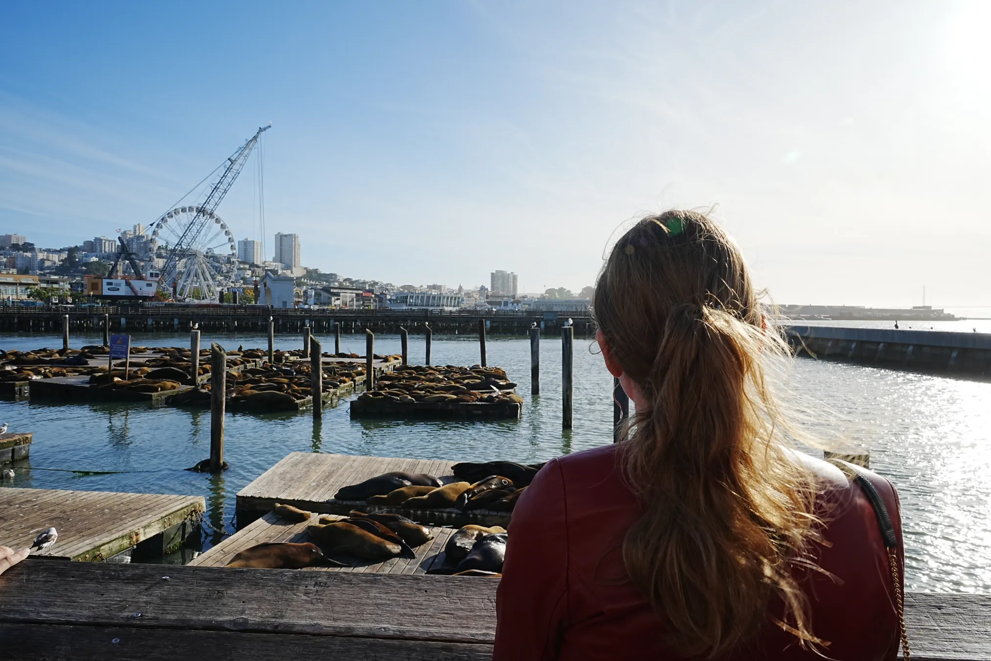 Looking at Fisherman's Warf's sea lions
