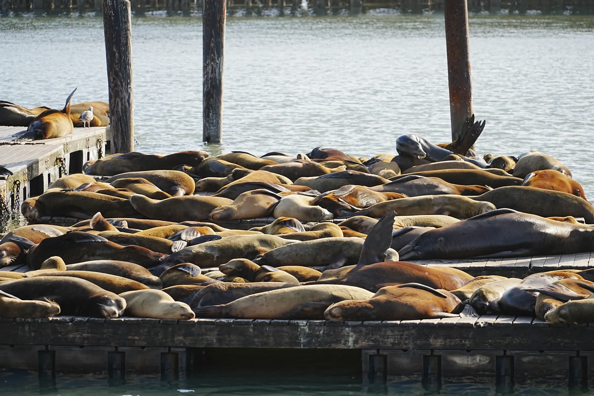 Fisherman's Warf's sea lions